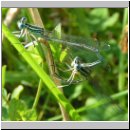 Platycnemis pennipes - Blaue Federlibelle 07.jpg